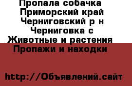 Пропала собачка - Приморский край, Черниговский р-н, Черниговка с. Животные и растения » Пропажи и находки   